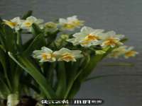 郑州晟禾生物科技有限公司