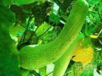 郑州晟禾生物科技有限公司