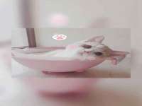 郑州晟禾生物科技有限公司