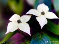 郑州晟禾生物科技有限公司